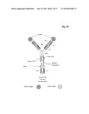 Bispecific Anti ErbB3 / Anti cMet Antibodies diagram and image