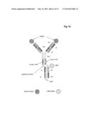 Bispecific Anti ErbB3 / Anti cMet Antibodies diagram and image