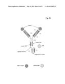 Bispecific Anti ErbB3 / Anti cMet Antibodies diagram and image