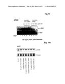 Bispecific Anti ErbB3 / Anti cMet Antibodies diagram and image