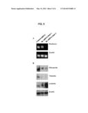 BRACHYURY POLYPEPTIDES AND METHODS FOR USE diagram and image