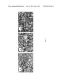 NOVEL POLYMORPHIC FORMS OF PERINDOPRIL (L)-ARGININE AND PROCESS FOR THE     PREPARATION THEREOF diagram and image