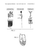 Enhancement of Biological Functioning by the Use of Electromagnetic and     Magnetic Fields diagram and image