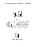 MOLECULAR CLOCK MECHANISM OF HYBRID VIGOR diagram and image