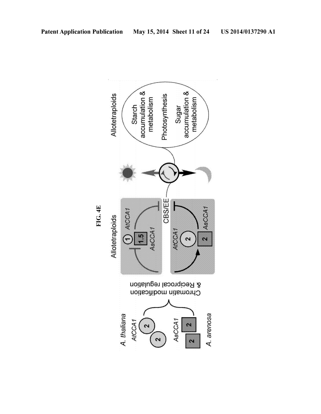 MOLECULAR CLOCK MECHANISM OF HYBRID VIGOR - diagram, schematic, and image 12