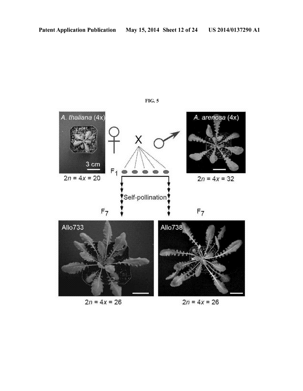 MOLECULAR CLOCK MECHANISM OF HYBRID VIGOR - diagram, schematic, and image 13