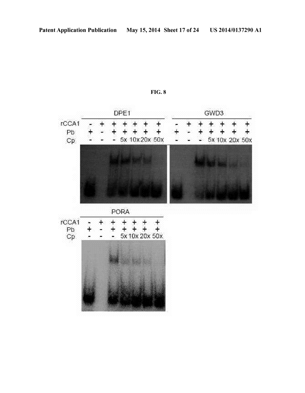 MOLECULAR CLOCK MECHANISM OF HYBRID VIGOR - diagram, schematic, and image 18