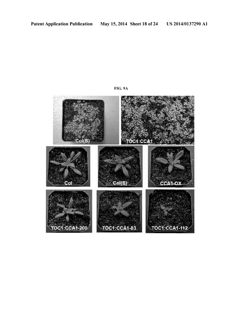 MOLECULAR CLOCK MECHANISM OF HYBRID VIGOR - diagram, schematic, and image 19