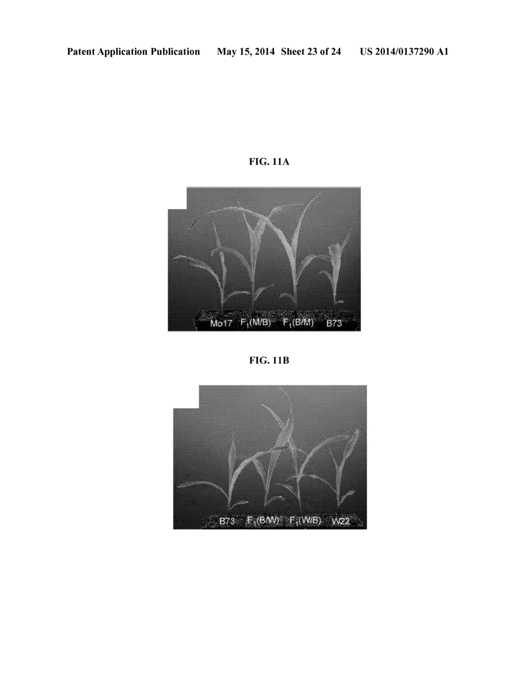 MOLECULAR CLOCK MECHANISM OF HYBRID VIGOR - diagram, schematic, and image 24