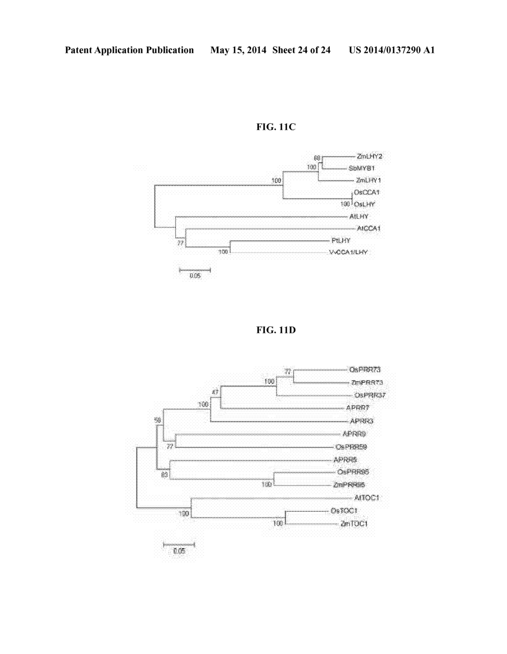 MOLECULAR CLOCK MECHANISM OF HYBRID VIGOR - diagram, schematic, and image 25