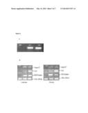 EXPRESSION CONSTRUCT AND PROCESS FOR ENHANCING THE CARBON, NITROGEN,     BIOMASS AND YIELD OF PLANTS diagram and image