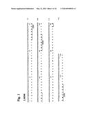 Humanized L243 Antibodies diagram and image