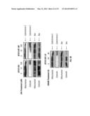 SERINE PROTEASE MOLECULES AND THERAPIES diagram and image