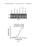 SERINE PROTEASE MOLECULES AND THERAPIES diagram and image