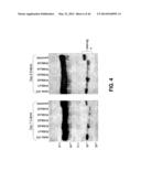 COMPOSITIONS AND METHODS OF TREATING DISEASE WITH FGFR FUSION PROTEINS diagram and image