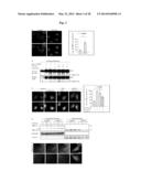 CLEAVAGE INHIBITORS OF TRANSFORMING GROWTH FACTOR BETA TYPE I RECEPTOR AND     USES THEREOF IN CANCER THERAPY diagram and image