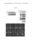 CLEAVAGE INHIBITORS OF TRANSFORMING GROWTH FACTOR BETA TYPE I RECEPTOR AND     USES THEREOF IN CANCER THERAPY diagram and image