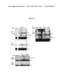 CLEAVAGE INHIBITORS OF TRANSFORMING GROWTH FACTOR BETA TYPE I RECEPTOR AND     USES THEREOF IN CANCER THERAPY diagram and image