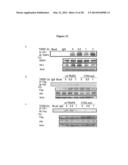 CLEAVAGE INHIBITORS OF TRANSFORMING GROWTH FACTOR BETA TYPE I RECEPTOR AND     USES THEREOF IN CANCER THERAPY diagram and image