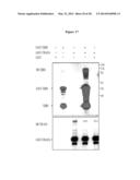 CLEAVAGE INHIBITORS OF TRANSFORMING GROWTH FACTOR BETA TYPE I RECEPTOR AND     USES THEREOF IN CANCER THERAPY diagram and image