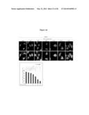 CLEAVAGE INHIBITORS OF TRANSFORMING GROWTH FACTOR BETA TYPE I RECEPTOR AND     USES THEREOF IN CANCER THERAPY diagram and image