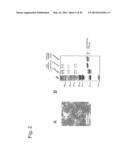 In Vivo Activation of Antigen Presenting Cells for Enhancement of Immune     Responses Induced by Virus Like Particles diagram and image