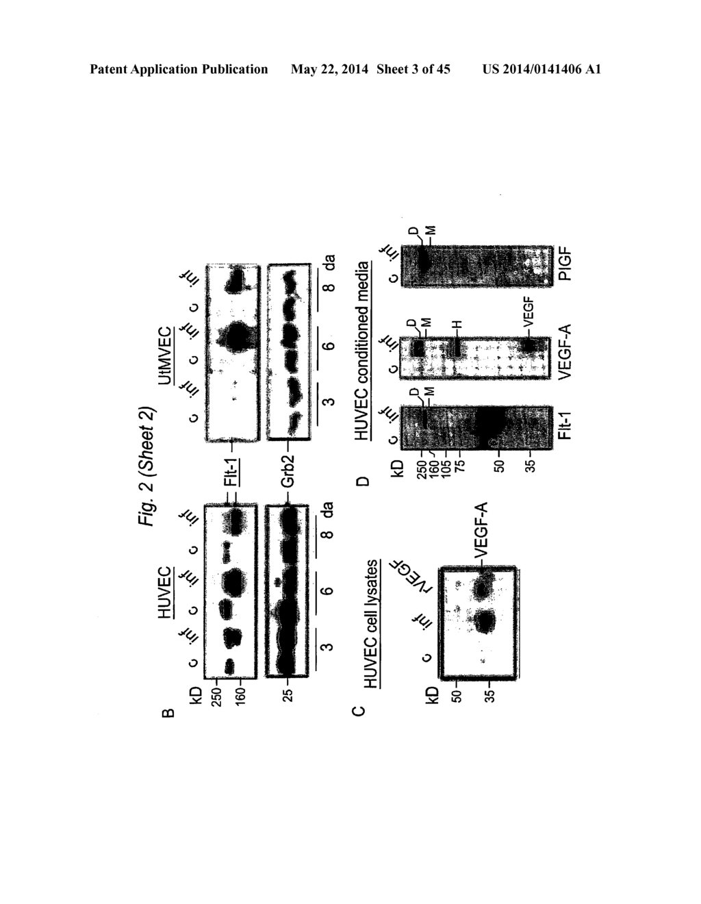 BIOMARKERS FOR PRENATAL DIAGNOSIS OF CONGENITAL CYTOMEGALOVIRUS - diagram, schematic, and image 04