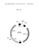 NUCLEIC ACID ENCODING A SELF-ASSEMBLING SPLIT-FLUORESCENT PROTEIN SYSTEM diagram and image