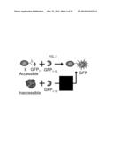 NUCLEIC ACID ENCODING A SELF-ASSEMBLING SPLIT-FLUORESCENT PROTEIN SYSTEM diagram and image