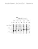 NUCLEIC ACID ENCODING A SELF-ASSEMBLING SPLIT-FLUORESCENT PROTEIN SYSTEM diagram and image