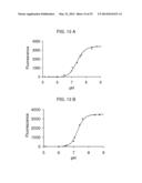 NUCLEIC ACID ENCODING A SELF-ASSEMBLING SPLIT-FLUORESCENT PROTEIN SYSTEM diagram and image