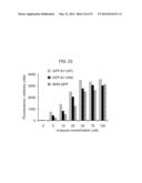 NUCLEIC ACID ENCODING A SELF-ASSEMBLING SPLIT-FLUORESCENT PROTEIN SYSTEM diagram and image