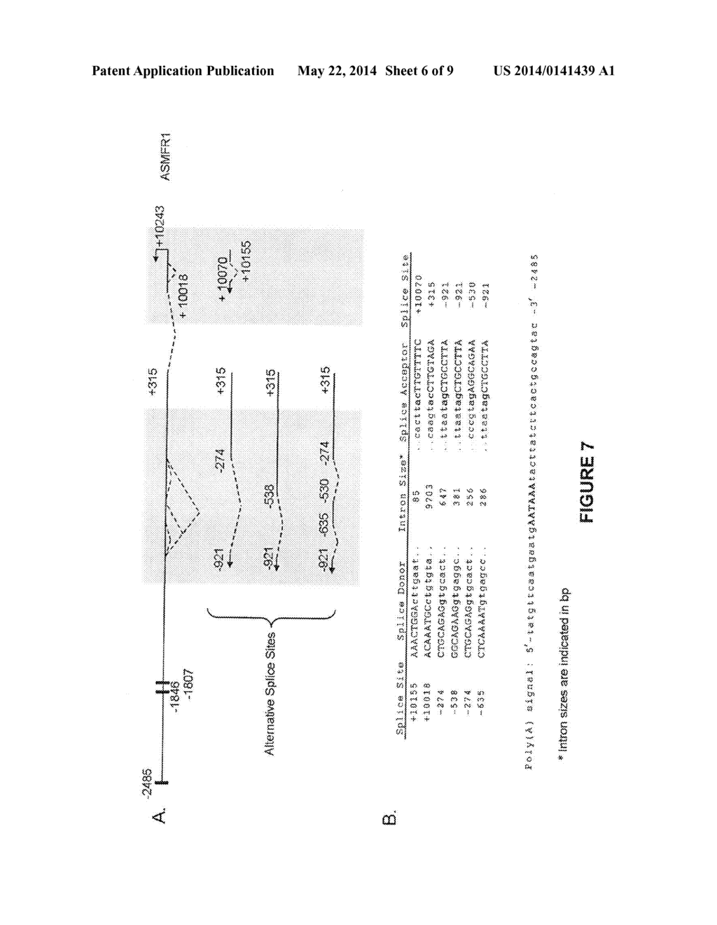 METHODS AND COMPOSITIONS FOR IDENTIFYING INCREASED RISK OF DEVELOPING     FRAGILE X-ASSOCIATED DISORDERS - diagram, schematic, and image 07