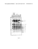 YEAST CELL CAPABLE OF CONVERTING SUGARS INCLUDING ARABINOSE AND XLOSE diagram and image