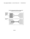 METHOD AND DEVICE FOR BIOMOLECULE PREPARATION AND DETECTION USING MAGNETIC     ARRAY diagram and image