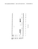 HIGHLY MULTIPLEX PCR METHODS AND COMPOSITIONS diagram and image