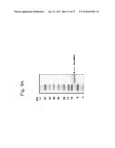 Protein Scaffolds diagram and image