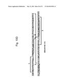 Protein Scaffolds diagram and image