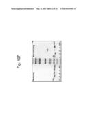 Protein Scaffolds diagram and image