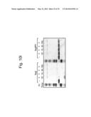 Protein Scaffolds diagram and image