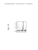 Protein Scaffolds diagram and image