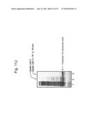 Protein Scaffolds diagram and image