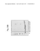 Protein Scaffolds diagram and image