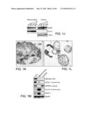 MITOCHONDRIA-TARGETED ANTI-TUMOR AGENTS diagram and image