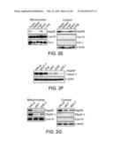 MITOCHONDRIA-TARGETED ANTI-TUMOR AGENTS diagram and image