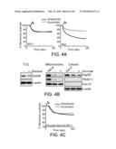 MITOCHONDRIA-TARGETED ANTI-TUMOR AGENTS diagram and image