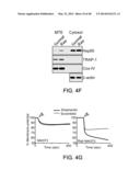 MITOCHONDRIA-TARGETED ANTI-TUMOR AGENTS diagram and image