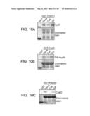 MITOCHONDRIA-TARGETED ANTI-TUMOR AGENTS diagram and image