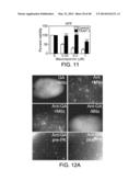 MITOCHONDRIA-TARGETED ANTI-TUMOR AGENTS diagram and image