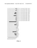 DIAGNOSIS AND TREATMENT OF CANCER USING ANTI-GPR49 ANTIBODY diagram and image